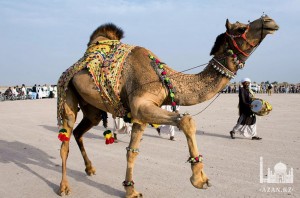 Фестиваль верблюдов Исламад, Пакистан